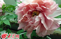 �ʝɣ�Сĵ��ӳ��a(ch��n)�I(y��)�D(zhu��n)�� ��و�չ�F(xi��n)��������