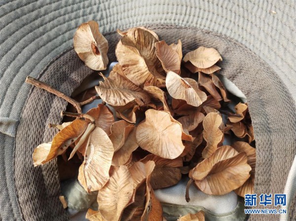 ���D�Ļ��ӣ���6�����ϸ���ؕɽ�l�F��ϡ�lΣֲ���ͩҰ����Ⱥ