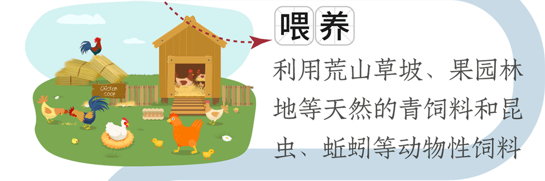 喂養(yǎng)。利用荒山草坡、果園林地等天然的青飼料和昆蟲(chóng)、蚯蚓等動(dòng)物性飼料