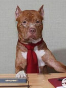 ��Щ�������ϰ�ļһ�