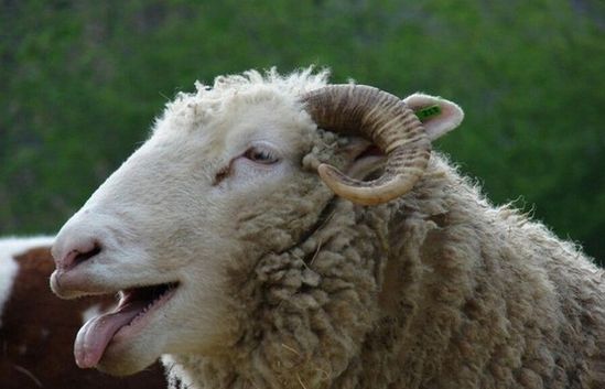 Ӣ��һ�r����Ⱥ�`ʳ������w��ɵЦ��