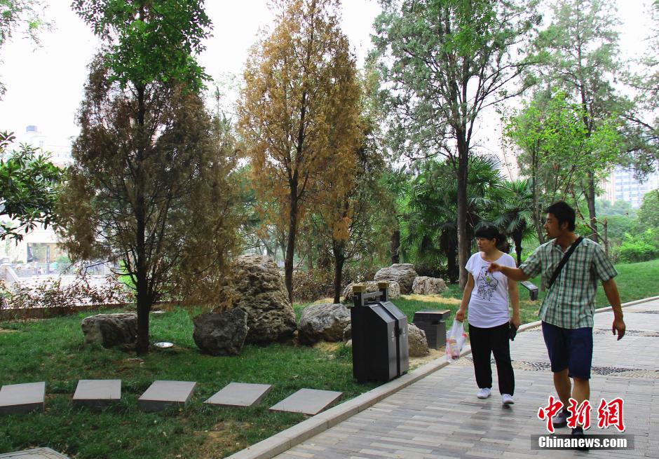 �M�ܹ����ˆTÿ��o�ذ���(sh��)ľ�Ͳ��(l��i)��ˮ���o����ֲ������ꎾW(w��ng)�������ڸɺ���(y��n)�أ����в���ֲ�����F(xi��n)�����F(xi��n)�󡣳��m(x��)�ɺ���(d��o)�������o(h��)�Ǻӹ��@���֘�(sh��)ľ�ɿݡ����Ʒ��z����