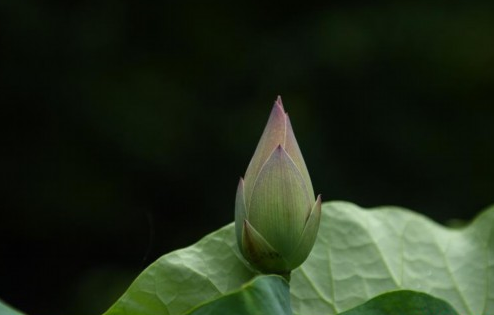 QQ�؈D20190622081757.png
